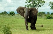 African bush (savanna) elephant in Mikumi National Park, Tanzania.