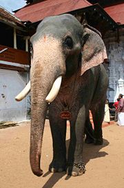 An Asian elephant named Sri Hari during Sree Poornathrayesa temple festival, Thrippunithura.