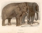 "O Elephante" - Hand-coloured engraving drawn by H.Gobin and engraved by Ramus - Printed in France by the "Lamoureaux de Paris" and Published for Magalhães e Moniz Editores in Portugal - 1890 (From the Dr. Nuno Carvalho de Sousa Private Collections - Lisbon)