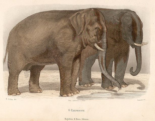 Image:1890 - Elephante.jpg