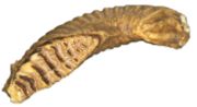 Replica of an Asian Elephant's molar, showing upper side