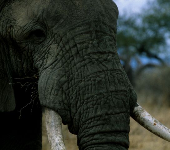 Image:Elephant mugshot.jpg