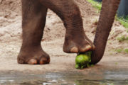 Elephant using its feet to crush a watermelon prior to eating it
