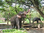 An Elephant sanctuary at Punnathur kotta, Kerala, south India.