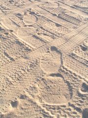 Elephant footprints (tire tracks for scale)