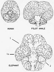 Human, dolphin and elephant brains up to scale. (1)-cerebrum (1a)-temporal lobe and (2)-cerebellum