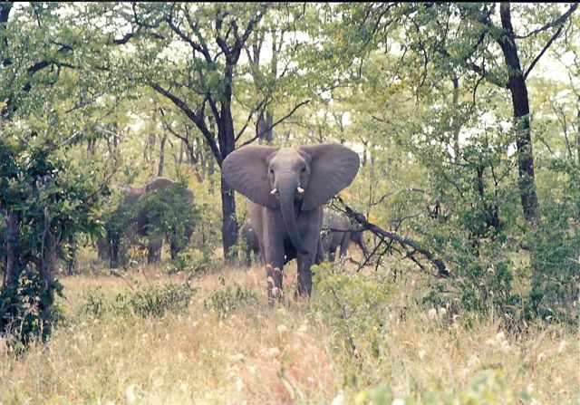 Image:Curious elephant, Zim.jpg