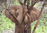 An Elephant resting his head on a tree trunk, Samburu National Reserve, Kenya.