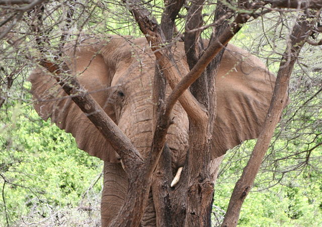 Image:Samburu Elephant 2007.jpg