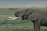 An elephant in the Ngorongoro crater, Tanzania.