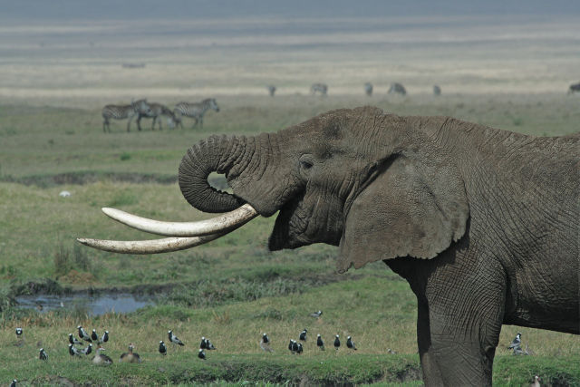 Image:Tanzanian Elephant.jpg