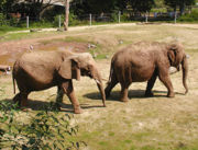 African Savanna Elephant Loxodonta africana, born 1969 (left), and Asian Elephant Elephas maximus, born 1970 (right), at an English zoo.