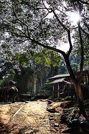 Elephant work camp in Thailand. Elephants are used for heavy forest work and in circus presentations