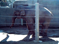 Devi (little princess), a 30-year-old Asian Elephant raised in captivity at the San Diego Zoo exhibiting "rocking behavior", a rhythmic and repetitive swaying which is unreported in free ranging wild elephants. Thought to be symptomatic of stress disorders, rocking behavior may be a precursor to aggressive behavior in captive elephants.