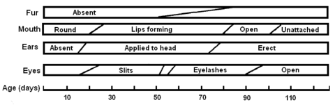 Developmental steps in the maturation of Tasmanian Devil young. The diagonal lines indicate the amount of time the changes take; for example, it takes 41 days for a devil to develop fur over all its body.