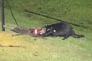 A devil eating a wallaby killed by a car earlier that day