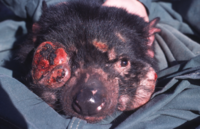 Devil facial tumour disease causes tumours to form in and around the mouth, interfering with feeding and eventually leading to death by starvation.