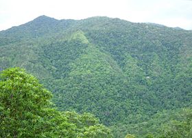 The Daintree Rainforest near Cairns, in Queensland, Australia.