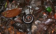 Millipede on the forest floor of Rio Muni, Equatorial Guinea