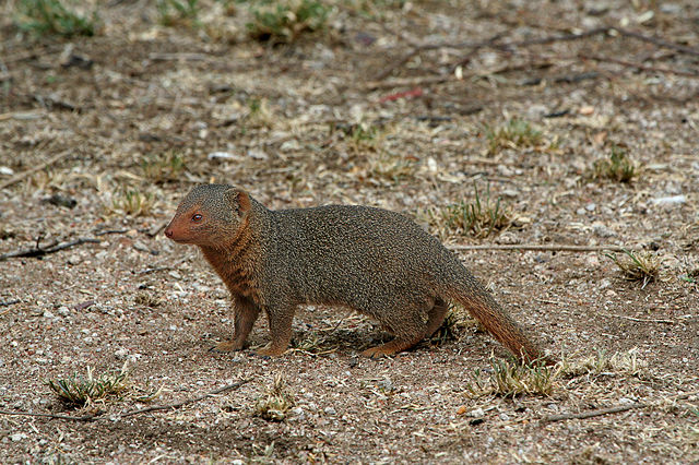 Image:Serengeti Mongoose.jpg