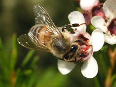 Western honey bee on Geraldton wax flower