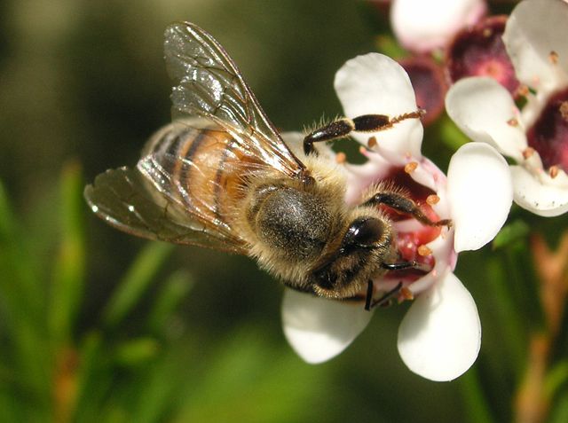 Image:Bee on Geraldton Wax Flower.JPG