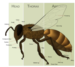 Morphology of a female honey bee.