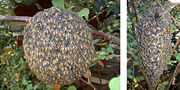 Two views of an Apis florea dwarf honey bee nest in Thailand.
