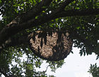 Apis dorsata nest, Thailand. The comb is approximately 1m across.