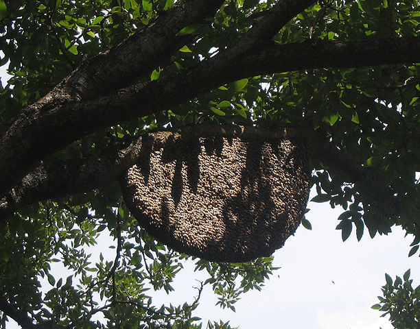 Image:Apis dorsata nest.jpg