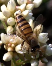 Eastern honey bee (Apis cerana) from Hong Kong.