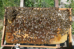 Beekeeping: Frame removed from Langstroth hive.