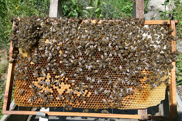 Image:Bienen auf Wabe 2.jpg
