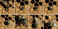 Emergence of a black bee (Apis mellifera mellifera).