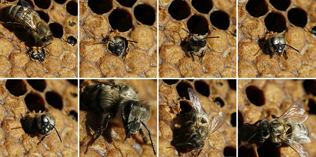 Image:Birth of black bee (Apis mellifera mellifera).jpg