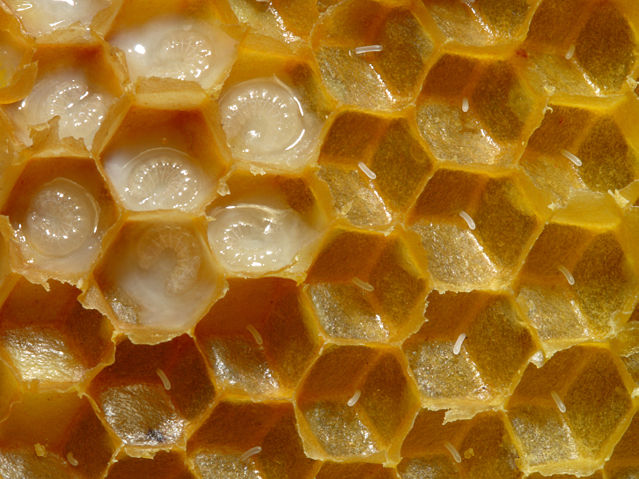 Image:Bienenwabe mit Eiern und Brut 5.jpg