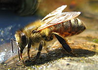 Honey bee drinking