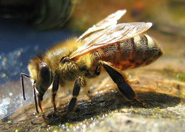 Image:Drinking Bee.jpg