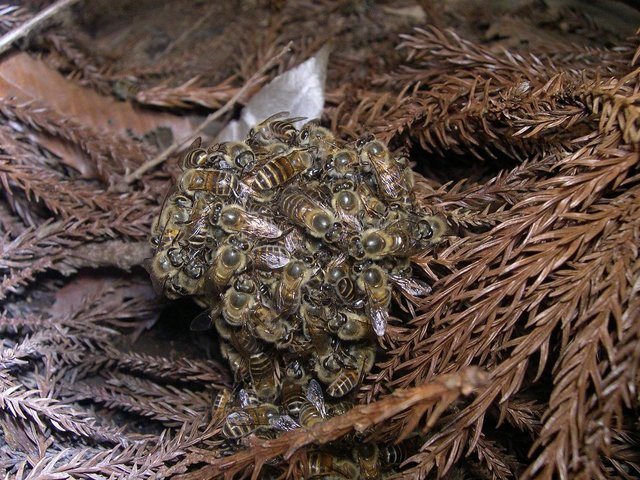 Image:Honeybee thermal defence01.jpg