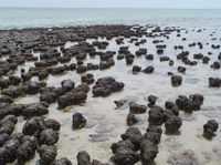 Modern stromatolites in Shark Bay, Western Australia.