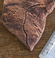 An Ediacaran trace fossil, made when an organism burrowed below a microbial mat.