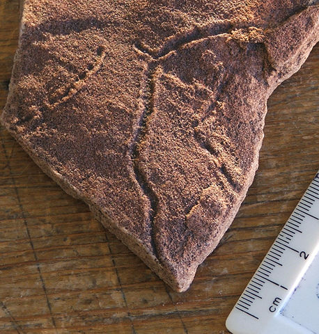 Image:Ediacaran trace fossil.jpg
