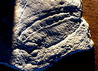 Fossil of Kimberella, a triploblastic bilaterian , and possibly a mollusc.