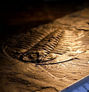 A fossilized trilobite, an ancient type of arthropod.  This specimen, from the Burgess shale, preserves "soft parts" – the antennae and legs.