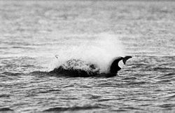 A Bottlenose Dolphin attacks and kills a Harbour Porpoise at Chanonry Point, Scotland