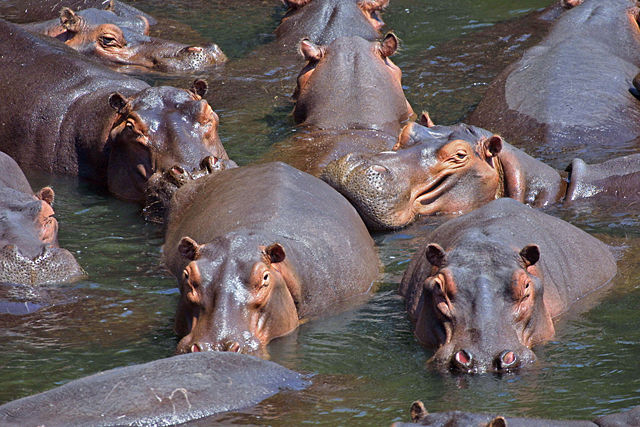 Image:Hippo pod edit.jpg