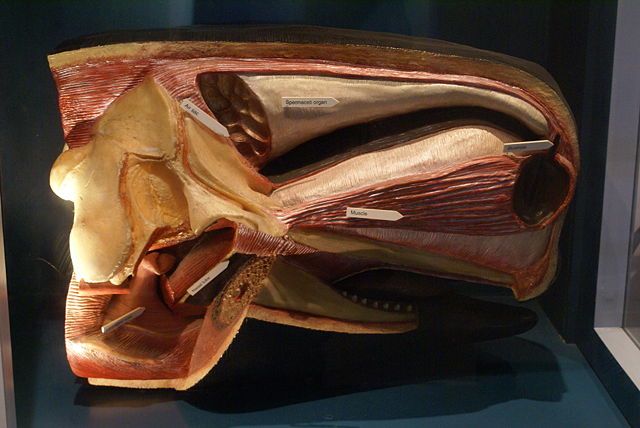 Image:Sperm Whale's head anatomy.JPG