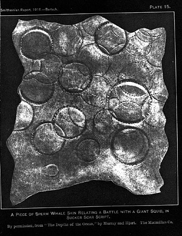 Image:A piece of sperm whale skin with Giant Squid sucker scars.JPG