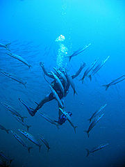 Scuba diver inside a school of sawtooth barracudas in Koh Tao, Thailand.