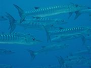 A school of sawtooth barracudas, Sphyraena putnamae in Bora Bora.